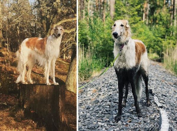 29 убедительных фотодоказательств не выпускать собаку гулять после дождя