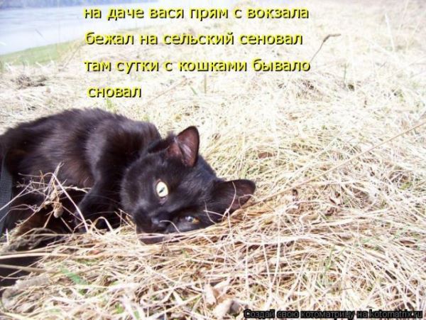 Котоматрица. Свежак (27 фото)