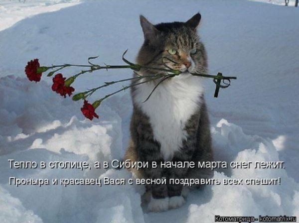 Котоматрица. Свежак (27 фото)