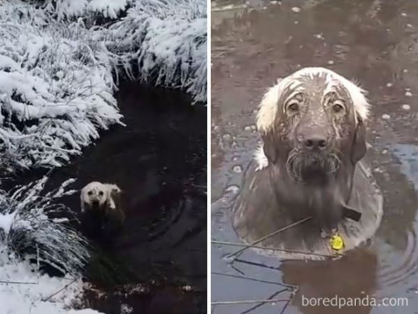 29 убедительных фотодоказательств не выпускать собаку гулять после дождя