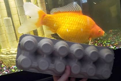 <br />
Золотая рыбка съела всех в аквариуме и выросла до огромных размеров<br />
