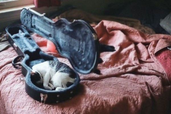 Ещё 26 фотографий, наглядно доказывающих, что кошки могут заснуть в любом месте и в любой позе