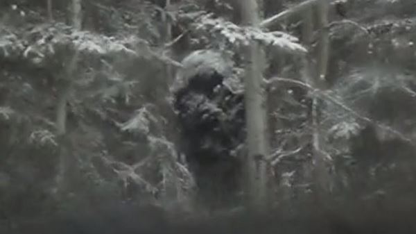 В заснеженном лесу запечатлели на видео огромного бигфута