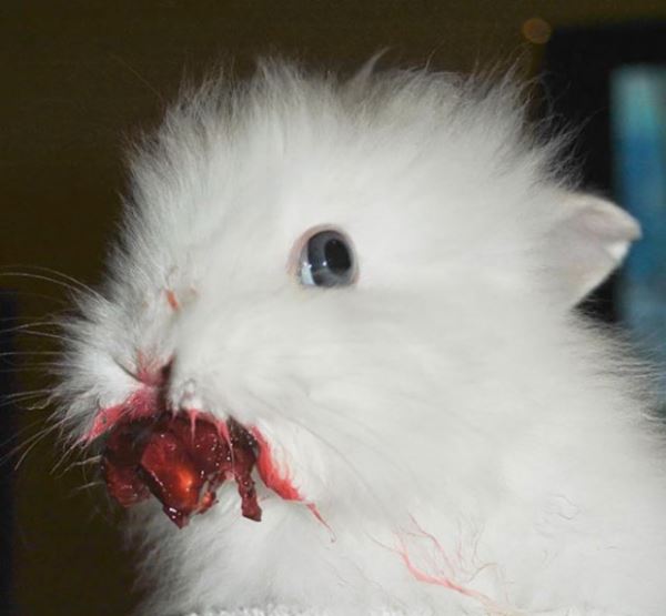 Животные, поедающие клубнику, выглядят пострашнее, чем персонажи из фильмов ужасов (17 фото)