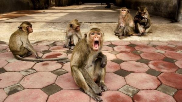 Офис индийского правительства в Пенджабе захвачен агрессивными обезьянами