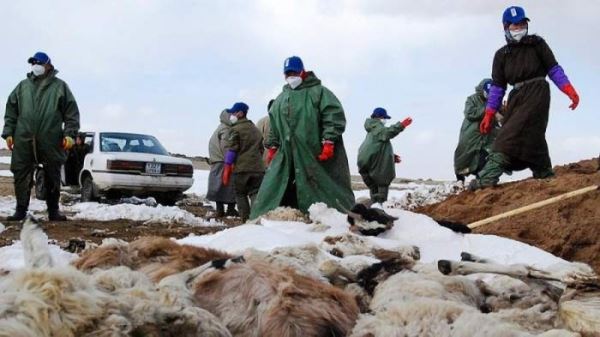 В Монголии из-за холодов погибло 56 тысяч голов скота: животные замерзают насмерть